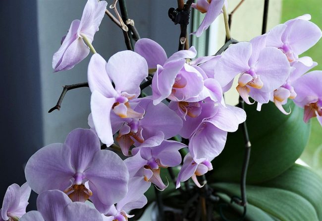 orhideea-cadoul-sofisticat-pentru-ziua-indragostitilor-cum-o-cumperi-de-la-florarie
