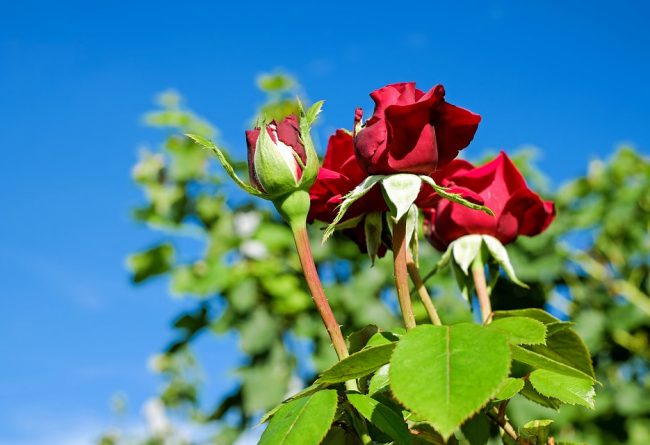 cum-se-face-inmultirea-trandafirilor-sfaturi-pentru-plantare
