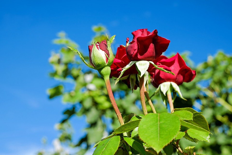 cum-se-face-inmultirea-trandafirilor-sfaturi-pentru-plantare